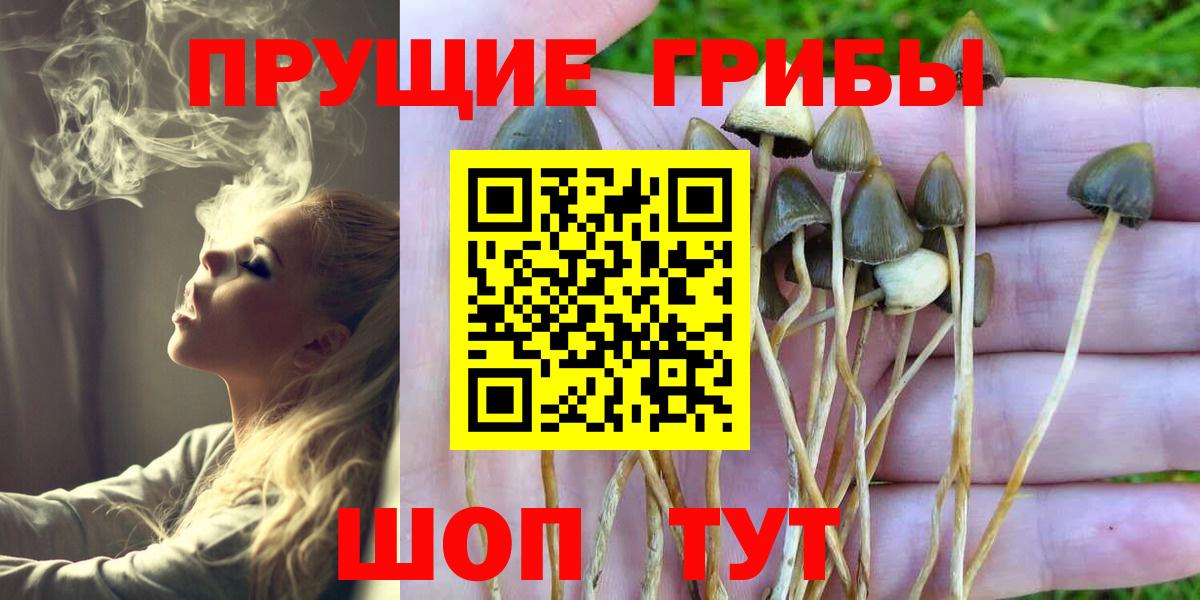 Псилоцибиновые грибы GOLDEN TEACHER Киселёвск